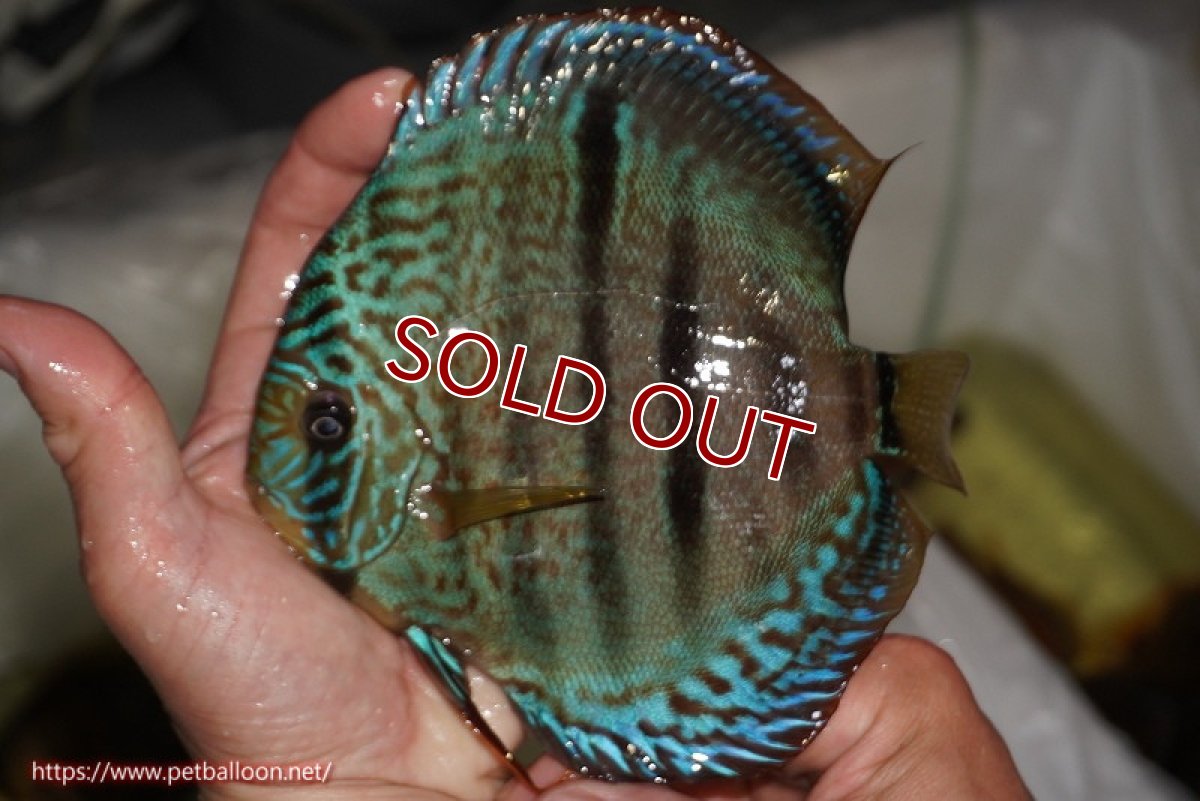 画像1: 【決算セール クーポンご利用で更に10％OFF対象商品】【ディスカス】【通販】ロイヤルソリッドブルーヘッケルクロス（ハイフォーム）【個体販売】16cm（生体）マレーシア　KLディスカスファーム (1)