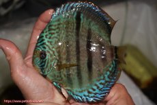 画像1: 【決算セール クーポンご利用で更に10％OFF対象商品】【ディスカス】【通販】ロイヤルソリッドブルーヘッケルクロス（ハイフォーム）【個体販売】16cm（生体）マレーシア　KLディスカスファーム (1)