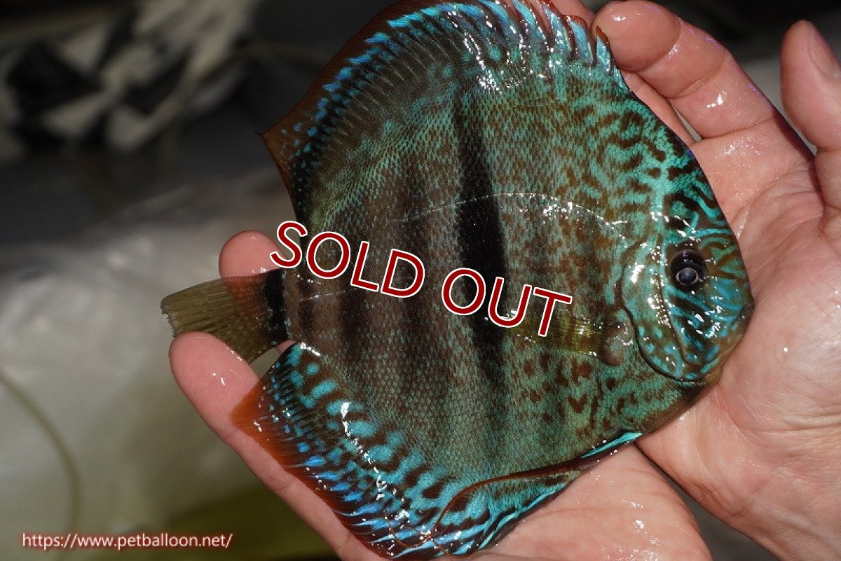 画像2: 【決算セール クーポンご利用で更に10％OFF対象商品】【ディスカス】【通販】ロイヤルソリッドブルーヘッケルクロス（ハイフォーム）【個体販売】16cm（生体）マレーシア　KLディスカスファーム (2)