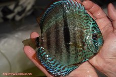 画像2: 【決算セール クーポンご利用で更に10％OFF対象商品】【ディスカス】【通販】ロイヤルソリッドブルーヘッケルクロス（ハイフォーム）【個体販売】16cm（生体）マレーシア　KLディスカスファーム (2)