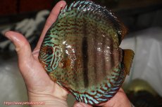 画像1: 【決算セール クーポンご利用で更に10％OFF対象商品】【ディスカス】【通販】ロイヤルソリッドブルーヘッケルクロス（ハイフォーム）【個体販売】16cm（生体）マレーシア　KLディスカスファーム (1)