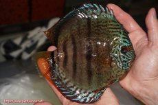 画像2: 【決算セール クーポンご利用で更に10％OFF対象商品】【ディスカス】【通販】ロイヤルソリッドブルーヘッケルクロス（ハイフォーム）【個体販売】16cm（生体）マレーシア　KLディスカスファーム (2)