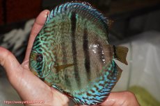 画像1: 【決算セール クーポンご利用で更に10％OFF対象商品】【ディスカス】【通販】ロイヤルソリッドブルーヘッケルクロス（ハイフォーム）【個体販売】16cm（生体）マレーシア　KLディスカスファーム (1)