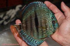 画像2: 【決算セール クーポンご利用で更に10％OFF対象商品】【ディスカス】【通販】ロイヤルソリッドブルーヘッケルクロス（ハイフォーム）【個体販売】16cm（生体）マレーシア　KLディスカスファーム (2)