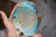 画像1: 【決算セール クーポンご利用で更に10％OFF対象商品】【ディスカス】【通販】ジャイアントロイヤルブリリアント（ハイフォーム）【個体販売】16cm（生体）マレーシア　NAディスカスファーム (1)