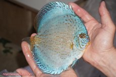 画像2: 【決算セール クーポンご利用で更に10％OFF対象商品】【ディスカス】【通販】ジャイアントロイヤルブリリアント（ハイフォーム）【個体販売】16cm（生体）マレーシア　NAディスカスファーム (2)