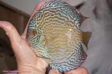 画像1: 【決算セール クーポンご利用で更に10％OFF対象商品】【ディスカス】【通販】ジャイアントロイヤルブリリアント（ハイフォーム）【個体販売】16cm（生体）マレーシア　NAディスカスファーム (1)