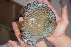 画像2: 【決算セール クーポンご利用で更に10％OFF対象商品】【ディスカス】【通販】ジャイアントロイヤルブリリアント（ハイフォーム）【個体販売】16cm（生体）マレーシア　NAディスカスファーム (2)