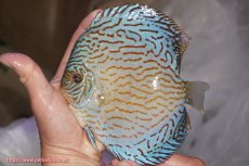 画像1: 【決算セール クーポンご利用で更に10％OFF対象商品】【ディスカス】【通販】ジャイアントロイヤルブリリアント（ハイフォーム）【個体販売】16cm（生体）マレーシア　NAディスカスファーム (1)