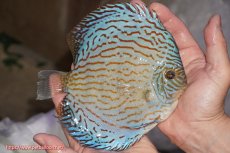 画像2: 【決算セール クーポンご利用で更に10％OFF対象商品】【ディスカス】【通販】ジャイアントロイヤルブリリアント（ハイフォーム）【個体販売】16cm（生体）マレーシア　NAディスカスファーム (2)