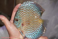 画像1: 【決算セール クーポンご利用で更に10％OFF対象商品】【ディスカス】【通販】ジャイアントロイヤルブリリアント（ハイフォーム）【個体販売】16cm（生体）マレーシア　NAディスカスファーム (1)