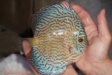 画像2: 【決算セール クーポンご利用で更に10％OFF対象商品】【ディスカス】【通販】ジャイアントロイヤルブリリアント（ハイフォーム）【個体販売】16cm（生体）マレーシア　NAディスカスファーム (2)