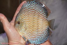 画像1: 【決算セール クーポンご利用で更に10％OFF対象商品】【ディスカス】【通販】ジャイアントロイヤルブリリアント（ハイフォーム）【個体販売】16cm（生体）マレーシア　NAディスカスファーム (1)