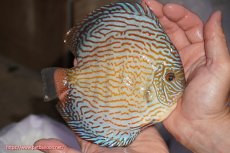 画像2: 【決算セール クーポンご利用で更に10％OFF対象商品】【ディスカス】【通販】ジャイアントロイヤルブリリアント（ハイフォーム）【個体販売】16cm（生体）マレーシア　NAディスカスファーム (2)