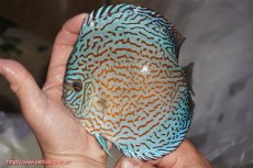 画像1: 【決算セール クーポンご利用で更に10％OFF対象商品】【ディスカス】【通販】ジャイアントロイヤルブリリアント（ハイフォーム）【個体販売】16cm（生体）マレーシア　NAディスカスファーム (1)