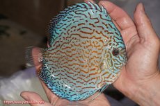 画像2: 【決算セール クーポンご利用で更に10％OFF対象商品】【ディスカス】【通販】ジャイアントロイヤルブリリアント（ハイフォーム）【個体販売】16cm（生体）マレーシア　NAディスカスファーム (2)