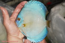 画像1: 【決算セール クーポンご利用で更に10％OFF対象商品】【ディスカス】【通販】リフレクションDコバルト（ハイフォーム）【個体販売】15cm（生体）マレーシア　NAディスカスファーム (1)