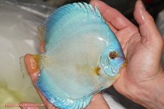 画像2: 【決算セール クーポンご利用で更に10％OFF対象商品】【ディスカス】【通販】リフレクションDコバルト（ハイフォーム）【個体販売】15cm（生体）マレーシア　NAディスカスファーム (2)