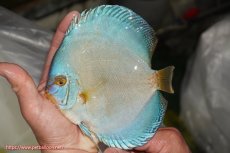 画像1: 【決算セール クーポンご利用で更に10％OFF対象商品】【ディスカス】【通販】リフレクションDコバルト（ハイフォーム）【個体販売】15cm（生体）マレーシア　NAディスカスファーム (1)