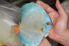 画像2: 【決算セール クーポンご利用で更に10％OFF対象商品】【ディスカス】【通販】リフレクションDコバルト（ハイフォーム）【個体販売】15cm（生体）マレーシア　NAディスカスファーム (2)