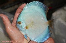 画像1: 【決算セール クーポンご利用で更に10％OFF対象商品】【ディスカス】【通販】リフレクションDコバルト（ハイフォーム）【個体販売】15cm（生体）マレーシア　NAディスカスファーム (1)