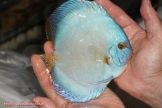 画像2: 【決算セール クーポンご利用で更に10％OFF対象商品】【ディスカス】【通販】リフレクションDコバルト（ハイフォーム）【個体販売】15cm（生体）マレーシア　NAディスカスファーム (2)