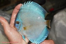 画像1: 【決算セール クーポンご利用で更に10％OFF対象商品】【ディスカス】【通販】リフレクションDコバルト（ハイフォーム）【個体販売】15cm（生体）マレーシア　NAディスカスファーム (1)