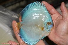 画像2: 【決算セール クーポンご利用で更に10％OFF対象商品】【ディスカス】【通販】リフレクションDコバルト（ハイフォーム）【個体販売】15cm（生体）マレーシア　NAディスカスファーム (2)