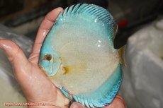 画像1: 【決算セール クーポンご利用で更に10％OFF対象商品】【ディスカス】【通販】リフレクションDコバルト（ハイフォーム）【個体販売】15cm（生体）マレーシア　NAディスカスファーム (1)