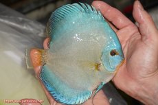 画像2: 【決算セール クーポンご利用で更に10％OFF対象商品】【ディスカス】【通販】リフレクションDコバルト（ハイフォーム）【個体販売】15cm（生体）マレーシア　NAディスカスファーム (2)