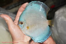 画像1: 【決算セール クーポンご利用で更に10％OFF対象商品】【ディスカス】【通販】リフレクションDコバルト（ハイフォーム）【個体販売】15cm（生体）マレーシア　NAディスカスファーム (1)