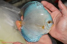 画像2: 【決算セール クーポンご利用で更に10％OFF対象商品】【ディスカス】【通販】リフレクションDコバルト（ハイフォーム）【個体販売】15cm（生体）マレーシア　NAディスカスファーム (2)