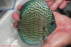 画像7: 【ディスカス】【通販】ジャックワットレーオールドタイプ第三系統【京の匠 直系 国産ブリード】【個体ペア販売】15-16cm（生体）坂の極みブリード (7)