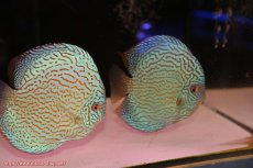 画像1: 【ディスカス】【通販】ジャイアントロイヤルブリリアント（ハイフォーム）【個体ペア販売】16-17cm（生体）マレーシア　NAディスカスファーム (1)