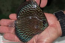 画像7: 【ディスカス】【通販】【無限の可能性を秘めた超絶激レア ストレイン】ウルトラセルーリアver2025【個体ペア販売】13-14cm （生体）国産ディスカス　京都産 (7)