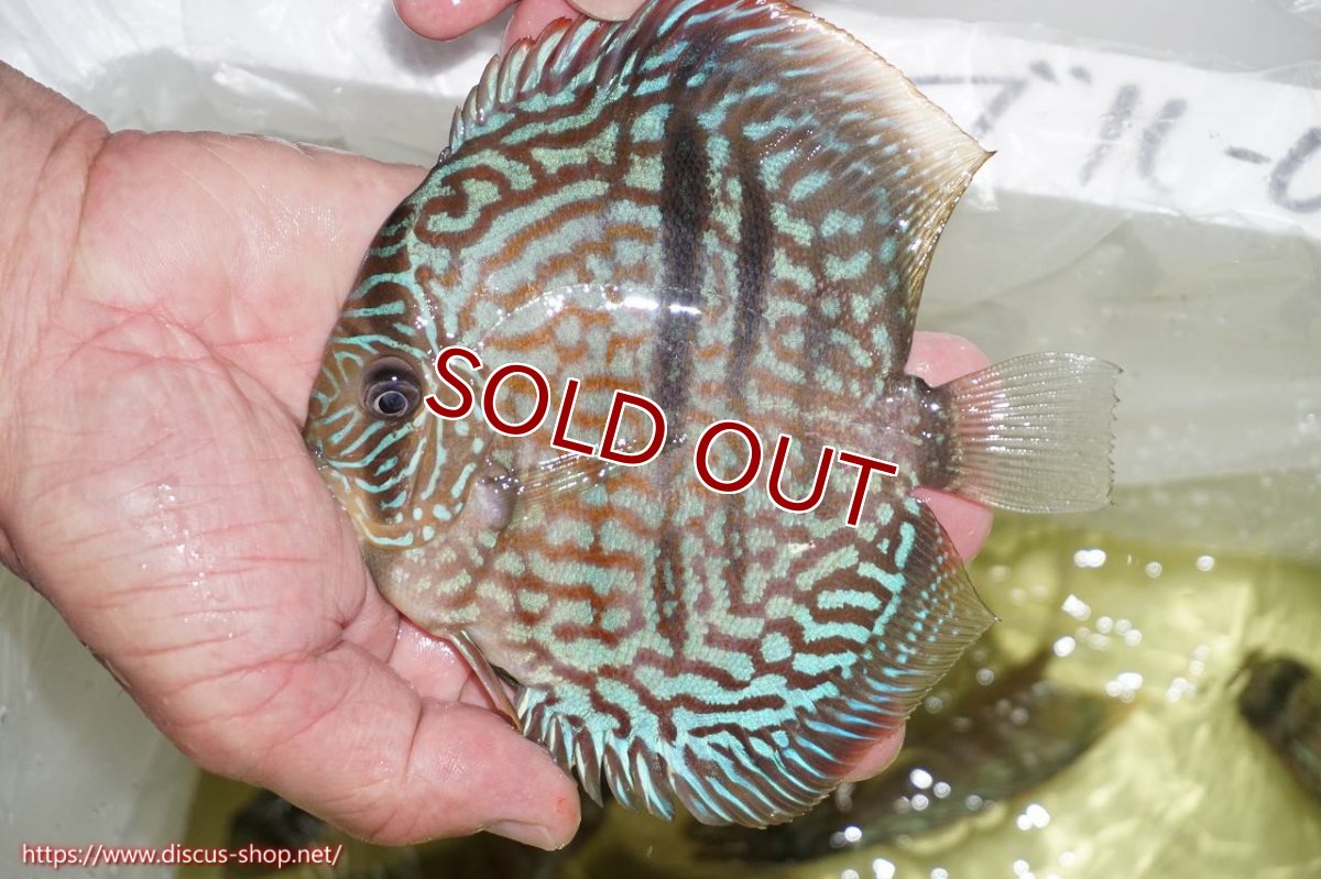 画像6: 【ディスカス】【通販】ヤムンダブルームーンヘッケルクロス（ハイフォーム）【個体販売】14cm（生体）マレーシア　KLディスカスファーム (6)