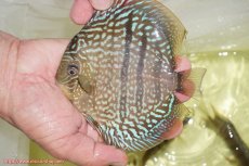 画像1: 【ディスカス】【通販】ヤムンダブルームーンヘッケルクロス（ハイフォーム）【個体販売】14cm（生体）マレーシア　KLディスカスファーム (1)