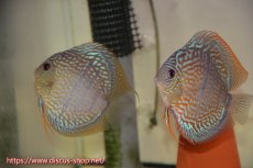 画像1: 【ボーナスセール対象個体　クーポンご利用で更に10％OFF】【ディスカス】【通販】ヤムンダブルームーンヘッケルクロス（ハイフォーム）【個体ペア販売】14cm（生体）マレーシア　KLディスカスファーム (1)