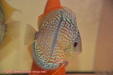 画像5: 【ボーナスセール対象個体　クーポンご利用で更に10％OFF】【ディスカス】【通販】ヤムンダブルームーンヘッケルクロス（ハイフォーム）【個体ペア販売】14cm（生体）マレーシア　KLディスカスファーム (5)