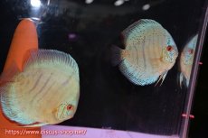 画像1: 【ボーナスセール対象個体　クーポンご利用で更に10％OFF】【ディスカス】【通販】サクラコバルトブルー（ハイフォーム）【個体ペア販売】14-15cm（生体）マレーシア　KLディスカスファーム (1)