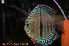 画像2: 【ディスカス】【通販】【産卵経験あり】ロイヤルソリッドブルーヘッケルクロス（ハイフォーム）【個体ペア販売】14-16cm（生体）マレーシア　KLディスカスファーム (2)