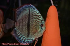 画像3: 【ディスカス】【通販】【産卵経験あり】ロイヤルソリッドブルーヘッケルクロス（ハイフォーム）【個体ペア販売】14-16cm（生体）マレーシア　KLディスカスファーム (3)