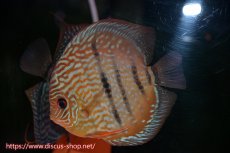 画像4: 【ディスカス】【通販】【産卵経験あり】ロイヤルソリッドブルーヘッケルクロス（ハイフォーム）【個体ペア販売】14-16cm（生体）マレーシア　KLディスカスファーム (4)