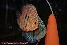 画像5: 【ディスカス】【通販】【産卵経験あり】ロイヤルソリッドブルーヘッケルクロス（ハイフォーム）【個体ペア販売】14-16cm（生体）マレーシア　KLディスカスファーム (5)