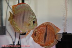 画像1: 【ディスカス】【通販】ロイヤルソリッドブルーヘッケルクロス（ハイフォーム）【個体ペア販売】14-16cm（生体）マレーシア　KLディスカスファーム (1)