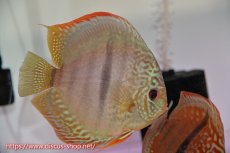 画像2: 【ディスカス】【通販】ロイヤルソリッドブルーヘッケルクロス（ハイフォーム）【個体ペア販売】14-16cm（生体）マレーシア　KLディスカスファーム (2)
