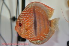 画像5: 【ディスカス】【通販】ロイヤルソリッドブルーヘッケルクロス（ハイフォーム）【個体ペア販売】14-16cm（生体）マレーシア　KLディスカスファーム (5)