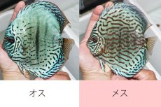 画像2: 【 中秋のディスカスペア祭り 】【ディスカス】【通販】【ニューストレイン】ウォーターメロンBブルー【個体ペア販売】15-16cm（生体） (2)