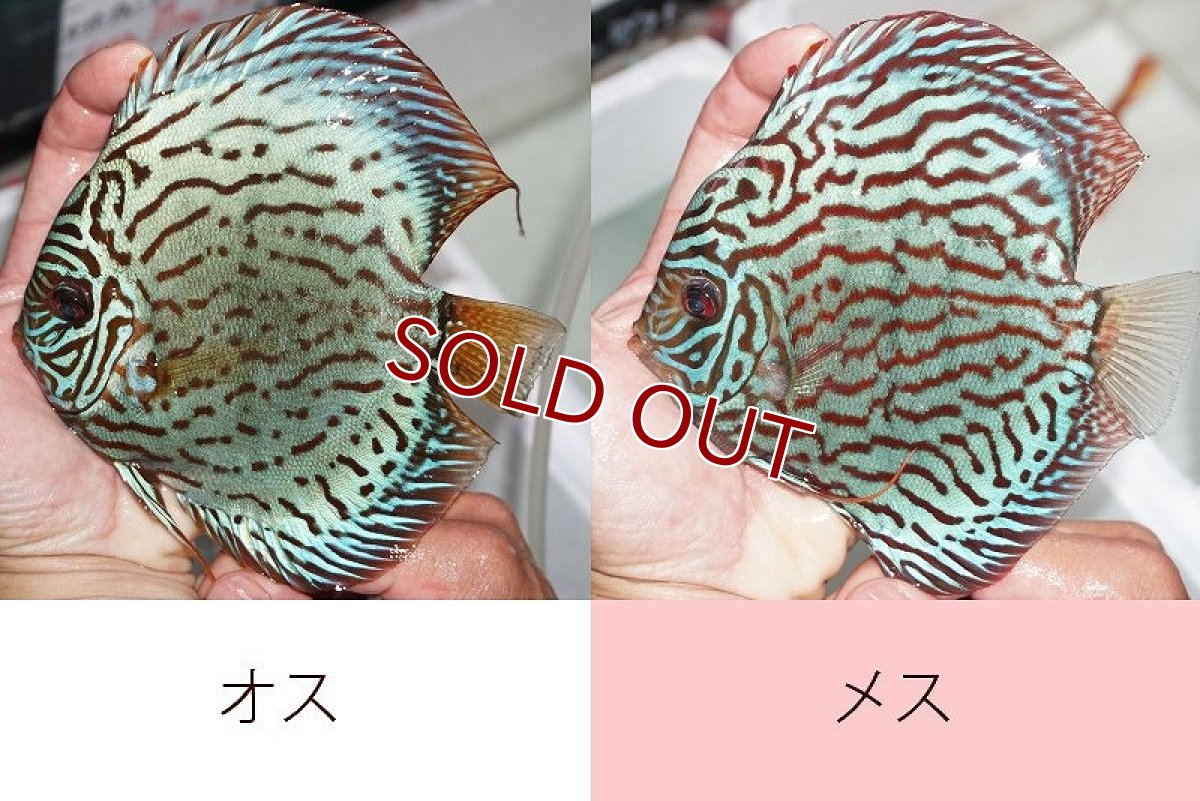 画像2: 【ディスカス】【通販】【ニューストレイン】ウォーターメロンBブルー【個体ペア販売】15cm（生体） (2)