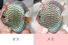 画像2: 【 中秋のディスカスペア祭り 】【ディスカス】【通販】【ニューストレイン】ウォーターメロンBブルー【個体ペア販売】15cm（生体） (2)